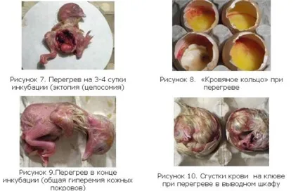Інкубація гусячих яєць в домашніх умовах режим, таблиця (гусячих) Інкубація гусячих яєць в домашніх умовах режим, таблиця
