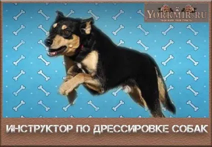 Інструктор з дресирування собак, як знайти хорошого інструктора (інструктор) Інструктор з дресирування собак, як знайти хорошого інструктора