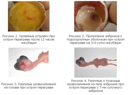Інкубація гусячих яєць в домашніх умовах режим, таблиця (догляд) Інкубація гусячих яєць в домашніх умовах режим, таблиця