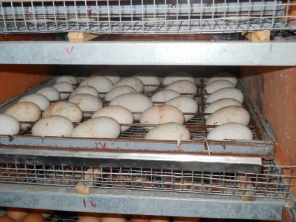 Інкубація гусячих яєць в домашніх умовах режим, таблиця (домашніх) Інкубація гусячих яєць в домашніх умовах режим, таблиця