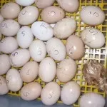 Як виростити здорових курчат (можливість поставити яйця) Як виростити здорових курчат