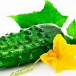 Як виростити огірки в квартирі (виростити) Як виростити огірки в квартирі
