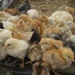 Як виростити здорових курчат (одноденні курчата) Як виростити здорових курчат
