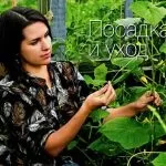 Як виростити огірки в квартирі (огірок на балконі) Як виростити огірки в квартирі