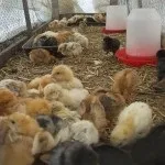 Як виростити здорових курчат (догляд за курчатами.) Як виростити здорових курчат