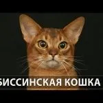 Як виглядає кішка британської породи британка, російська блакитна після стерилізації фото, мейн кун