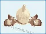 Як виростити часник будинку