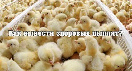 Як вивести здорових курчат (курчат) Як вивести здорових курчат