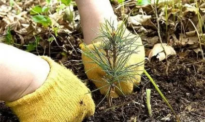 Як виростити ялину з насіння - стратифікація і висадка в грунт відео (ваша думка зміниться) Як виростити ялину з насіння - стратифікація і висадка в грунт відео