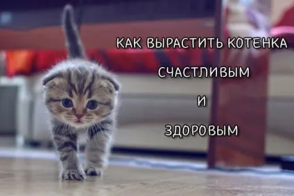 Як виростити кошеня щасливим і здоровим, скоттиш фолд висловухі мяу (виростити) Як виростити кошеня щасливим і здоровим, скоттиш фолд висловухі мяу