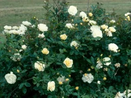 Як вирощувати кущові троянди (троянди) Як вирощувати кущові троянди