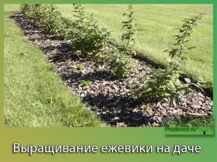 Як виростити ожину на дачі просто і захоплююче (просто) Як виростити ожину на дачі просто і захоплююче