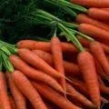 Як законсервувати щавель на зиму - рецепти (законсервувати) Як законсервувати щавель на зиму - рецепти