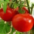 Як законсервувати щавель на зиму - рецепти (зиму рецепти законсервувати) Як законсервувати щавель на зиму - рецепти