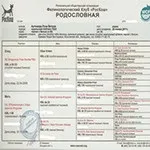 Як зареєструвати кошеня в клубі, leopard shahnnru
