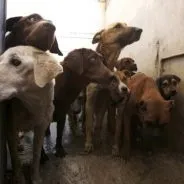 Як захиститися від бродячих собак, секрети домашнього грумінгу (захиститися) Як захиститися від бродячих собак, секрети домашнього грумінг