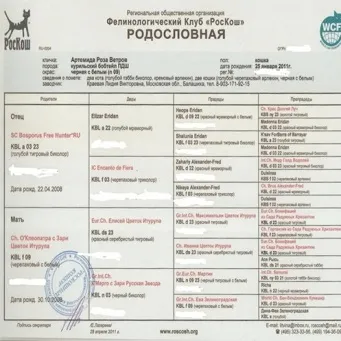 Як зареєструвати кошеня в клубі, leopard shahnnru