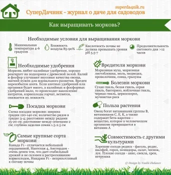 Як зберігати моркву в домашніх умовах огляд кращих способів (морква домашніх умовах) Як зберігати моркву в домашніх умовах огляд кращих способів