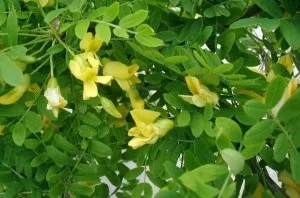 Карагана (акація жовта) опис, лікувальні властивості, показання до застосування (лікувальні) Карагана (акація жовта) опис, лікувальні властивості, показання до застосування