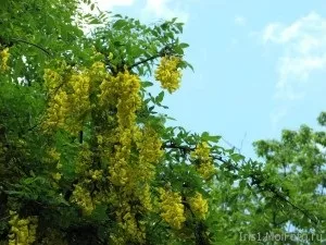 Карагана (акація жовта) опис, лікувальні властивості, показання до застосування (жовта) Карагана (акація жовта) опис, лікувальні властивості, показання до застосування