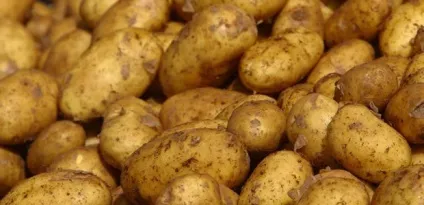 До чого сниться картопля копати картоплю уві сні
