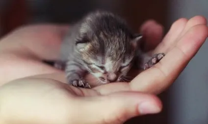 До чого сниться кошеня маленький на руках