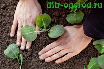 Капуста посадка на розсаду терміни (вирощування розсади можна) Капуста посадка на розсаду терміни