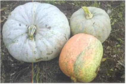 Кавбуз вирощування, agrocounsel