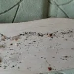 Клоп-солдатик якої шкоди несе для людини, чим харчується, фото і відео огляд, як позбутися (клоп-солдатик) Клоп-солдатик якої шкоди несе для людини, чим харчується, фото і відео огляд, як позбутися