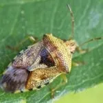 Клоп-солдатик якої шкоди несе для людини, чим харчується, фото і відео огляд, як позбутися (харчується) Клоп-солдатик якої шкоди несе для людини, чим харчується, фото і відео огляд, як позбутися