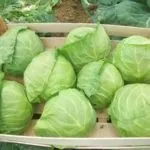 Коли прибирати капусту з грядки поради та рекомендації (капусту) Коли прибирати капусту з грядки поради та рекомендації