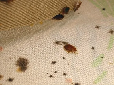 Клопи в квартирі причини, ознаки, профілактика (клопи) Клопи в квартирі причини, ознаки, профілактика