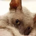 Корніш рекс догляд, годування та утримання (рекс) Корніш рекс догляд, годування та утримання
