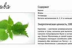Кропива від алергії
