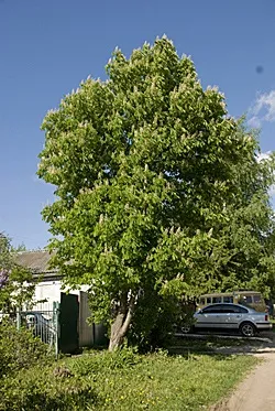 Кінський каштан