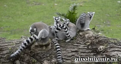 котячий лемур
