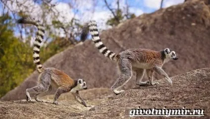 котячий лемур