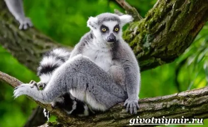 котячий лемур