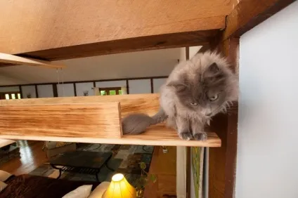 Котячий будинок кішки задоволені цим будинком, ВМЖ (ідей Елізою погодилися) Котячий будинок кішки задоволені цим будинком, ВМЖ