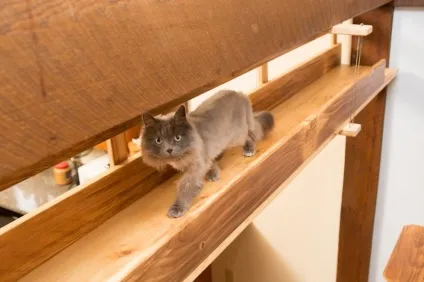 Котячий будинок кішки задоволені цим будинком, ВМЖ (ідей Елізою погодилися) Котячий будинок кішки задоволені цим будинком, ВМЖ