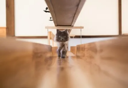 Котячий будинок кішки задоволені цим будинком, ВМЖ (кішки) Котячий будинок кішки задоволені цим будинком, ВМЖ