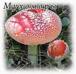 червоний гриб