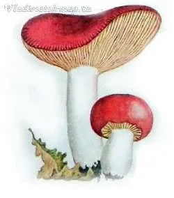 червоний гриб