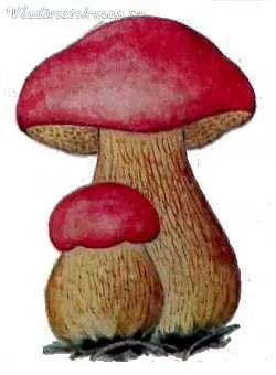 червоний гриб