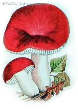 червоний гриб
