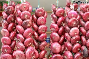 Червоний цибулю купити насіння, посадка, вирощування червоної цибулі (город) Червоний цибулю купити насіння, посадка, вирощування червоної цибулі