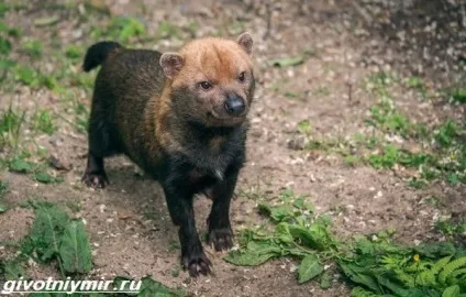 чагарникова собака
