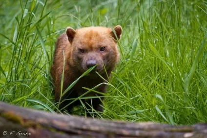 Чагарникова собака (speothos venaticus)
