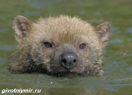 чагарникова собака