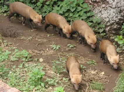 Чагарникова собака (speothos venaticus)